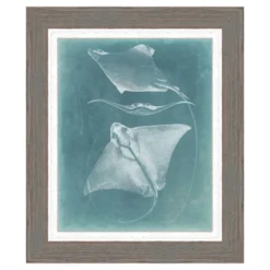 Morning Swim II Framed Print