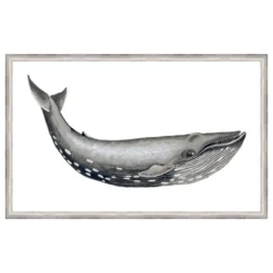 Whale Display I Framed Print